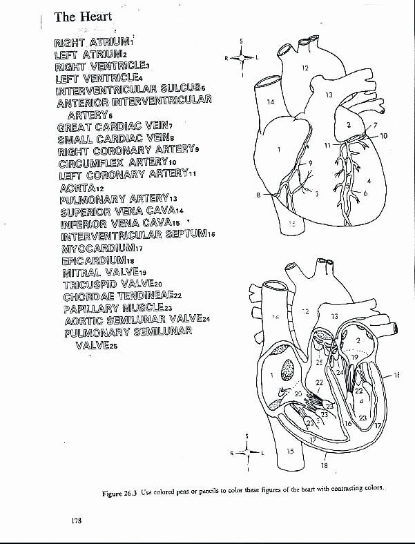 Human Heart Coloring Worksheet Human Heart Coloring Pages – Clo2genfo