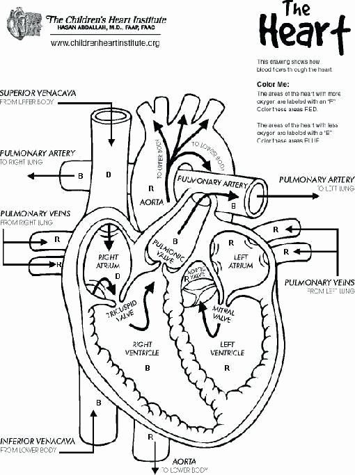 Human Heart Coloring Worksheet Respiratory System Coloring Page – 2oclock