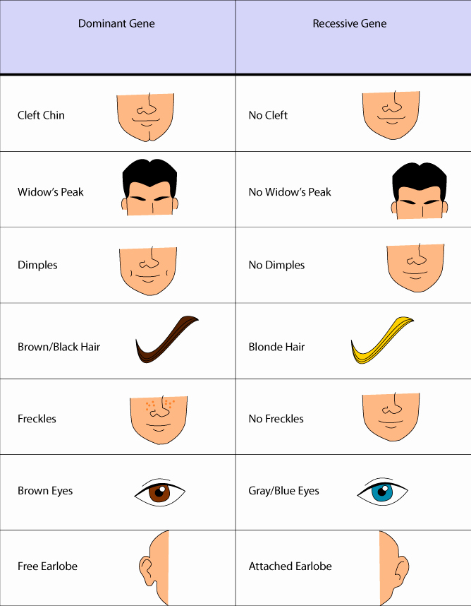 Inherited Traits Worksheet Awesome Dna Teaching Resources