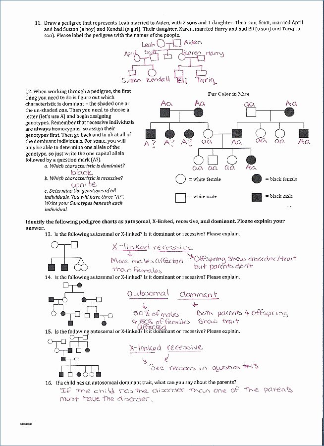 Inherited Traits Worksheet Lovely Pedigree Charts Worksheet Answers Lovely Pedigrees Practice