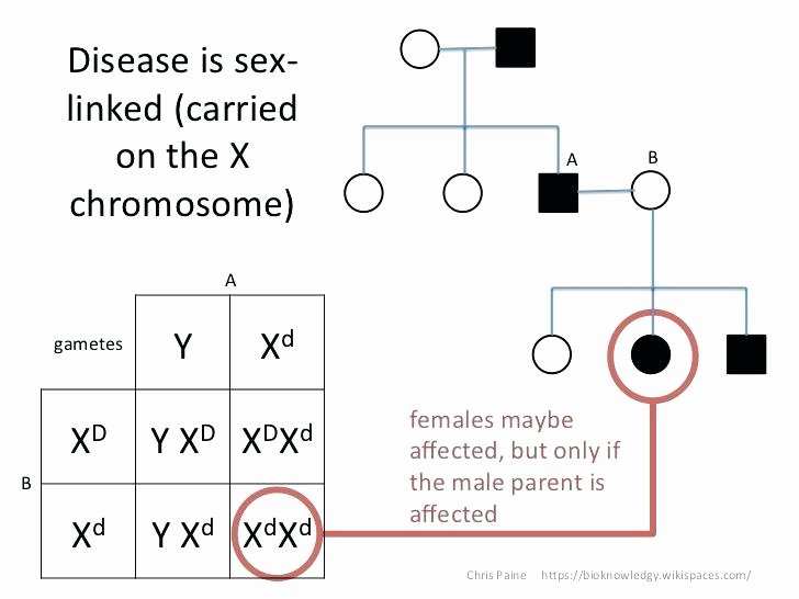 Inherited Traits Worksheet Unique Pedigree Chart Worksheet Worksheets Genetic Genetics Problems