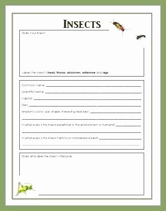 Insect Worksheets for First Grade Free Science Reading Prehension Worksheets Grade Insect