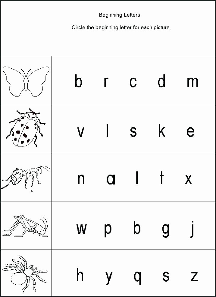 Insect Worksheets for First Grade Insect Worksheets for First Grade Bug Insects 2 Crossword