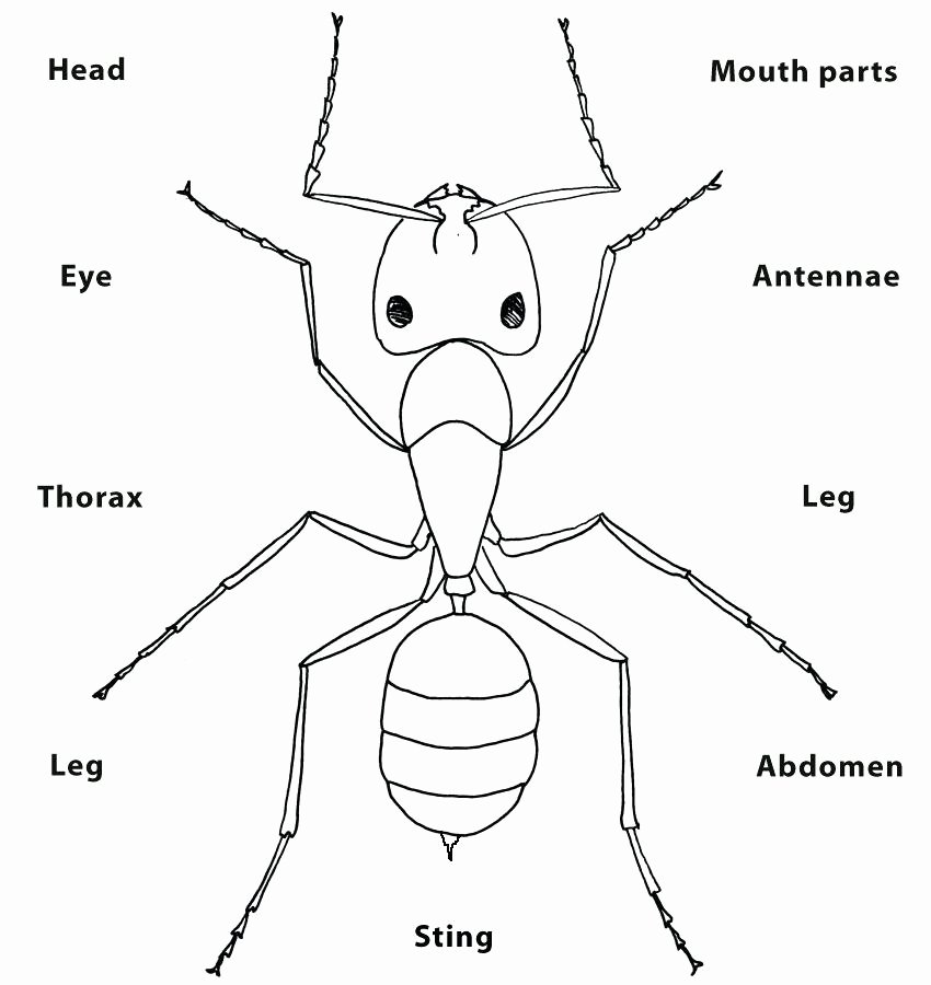 Insect Worksheets for First Grade Insect Worksheets for First Grade – Newstalkfo
