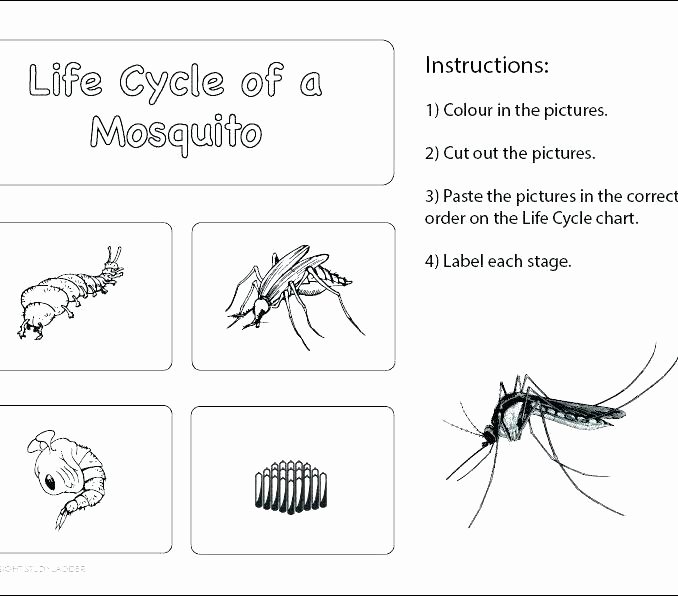 Insect Worksheets for First Grade Insects Worksheet Twisty Noodle Worksheets for 2nd Grade