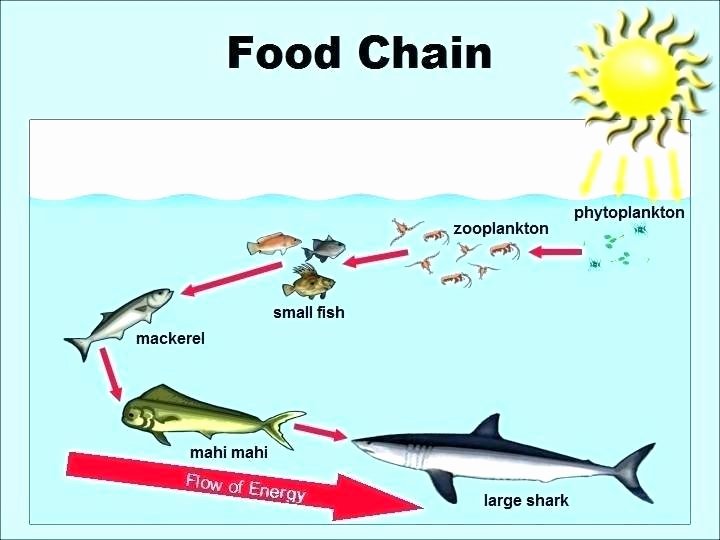 Kindergarten Ocean Worksheets Food Chain Worksheets 3rd Grade – Petpage