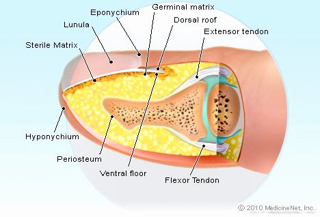 Label Skin Diagram Worksheet Fingernail Anatomy Picture Image On Medicinenet