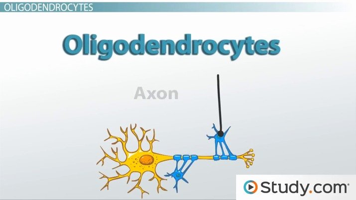 Label Skin Diagram Worksheet Neuroglia Function &amp; Definition Video &amp; Lesson Transcript