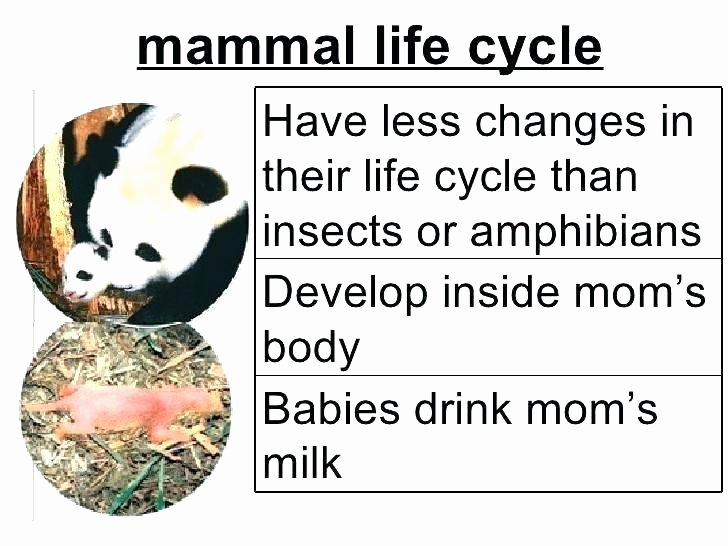 Mammal Worksheets First Grade Extreme Animals by Animal Grow and Change Worksheets How