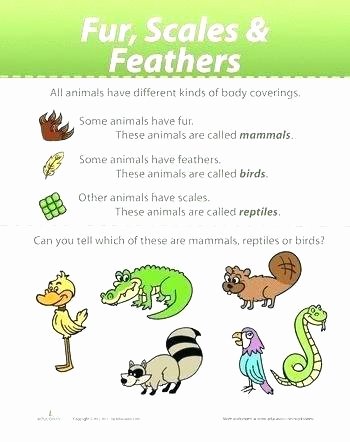 Mammal Worksheets First Grade Free Printable Worksheets for Teachers Parents Wildlife and