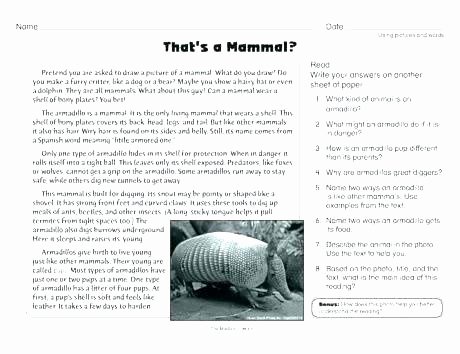 Mammals Worksheet First Grade Grade Main Idea Worksheet About Storms Let Read Second