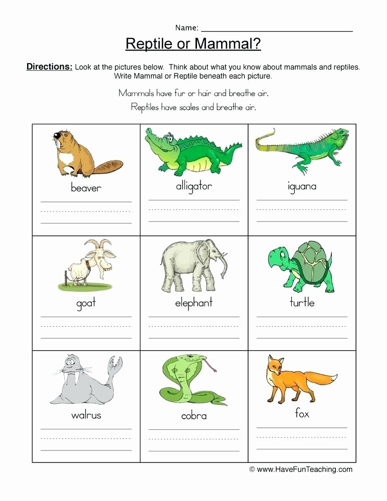 Mammals Worksheet First Grade Mammal Vs Reptile Worksheet Reptiles Worksheets for