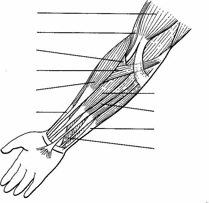 Muscle Diagram Worksheets Label the Muscles Of the Arm Studying Guides
