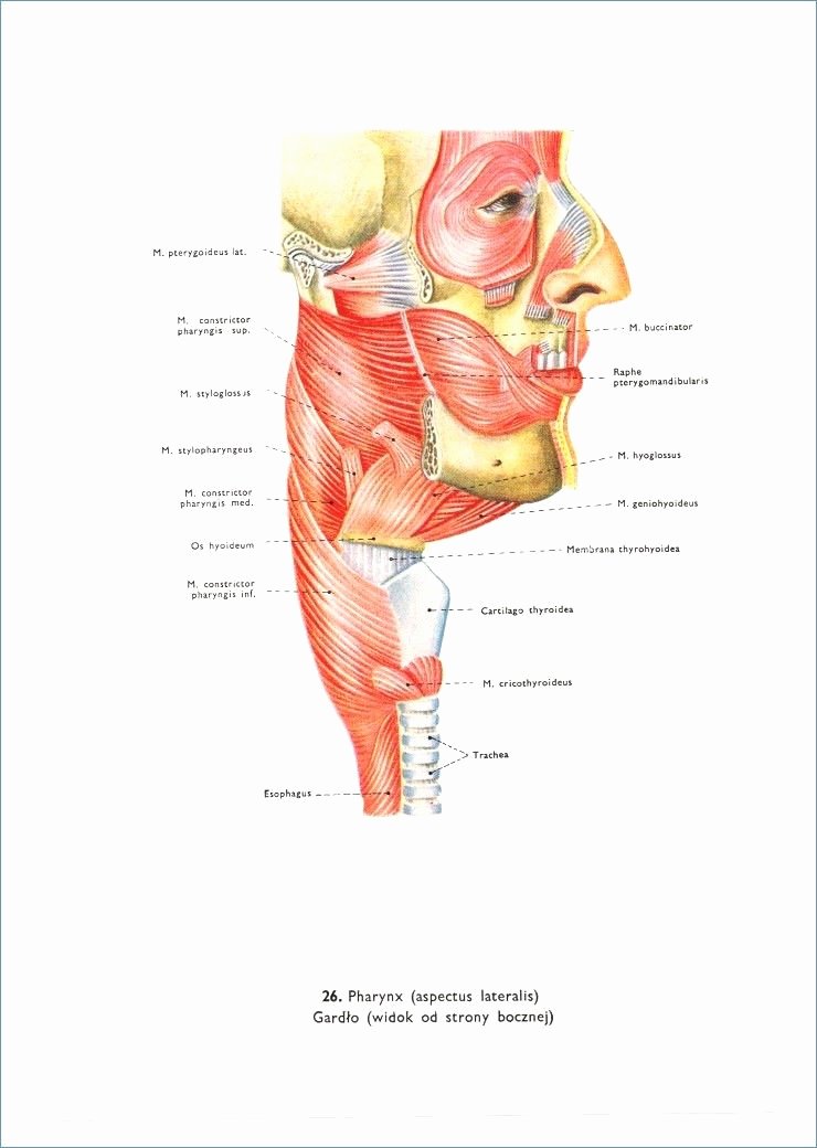 Muscle Diagram Worksheets Muscular System Worksheet