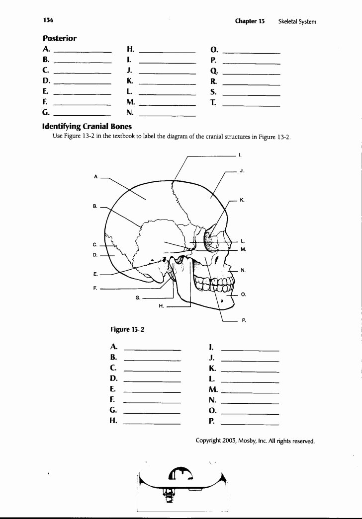 Muscle Diagram Worksheets Worksheet Ideas Human Anatomy Worksheets Picture
