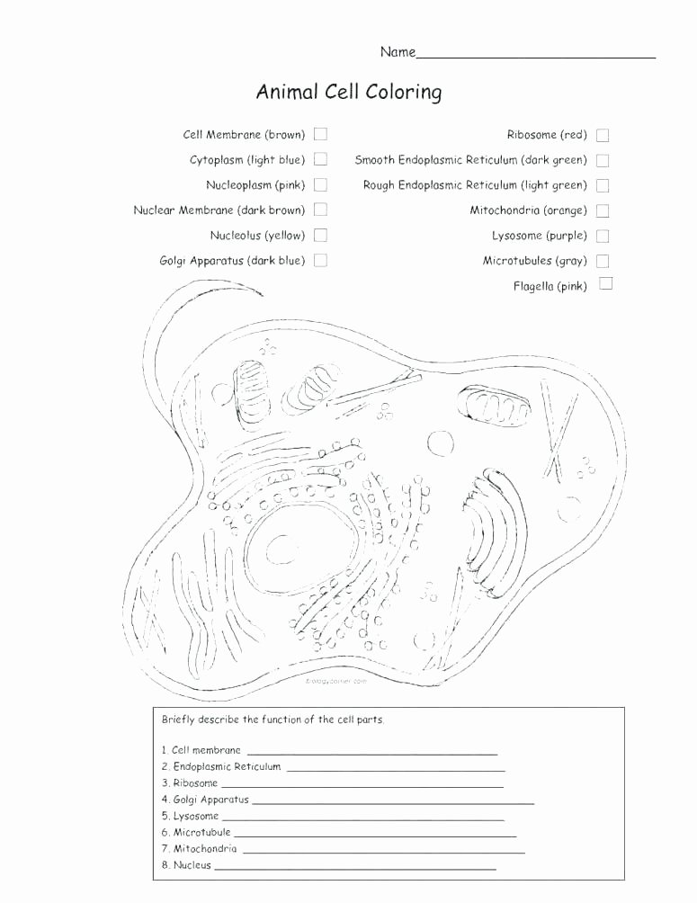 Plant Cell Worksheets to Label Animal and Plant Cell Worksheets Printable