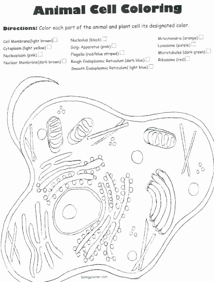 Plant Cell Worksheets to Label Animal Cell Coloring Page Answers – Konjure