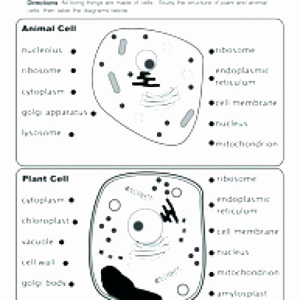 Plant Cell Worksheets to Label Cell Coloring Worksheet Elementary – Highfiveholidays
