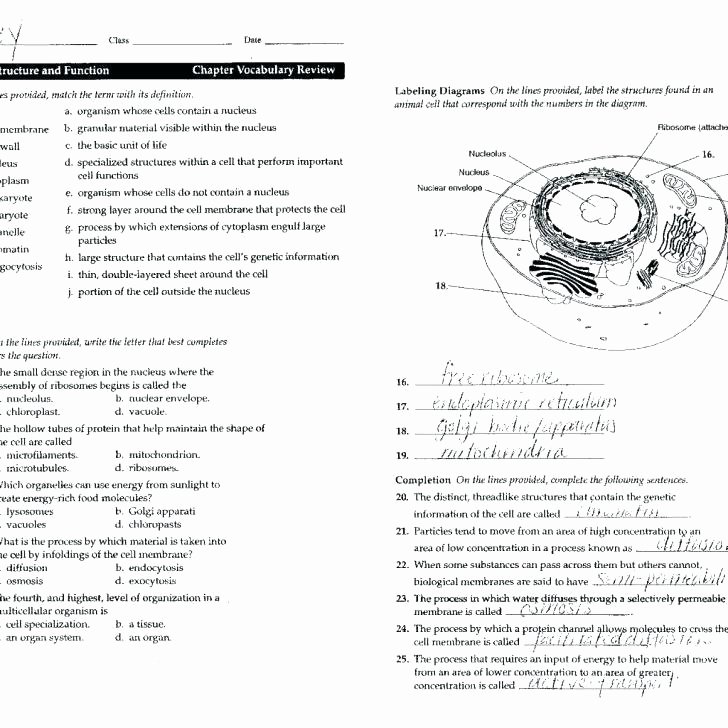 Plant Cell Worksheets to Label Cell Coloring Worksheet Elementary Plant and Animal