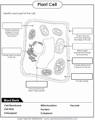 Plant Cell Worksheets to Label Cell Parts Label Worksheet Animal and Plant Worksheets Ap