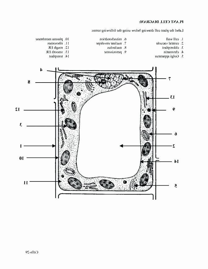 Plant Cell Worksheets to Label Elementary Cell Worksheets Label Plant and Animal Worksheet