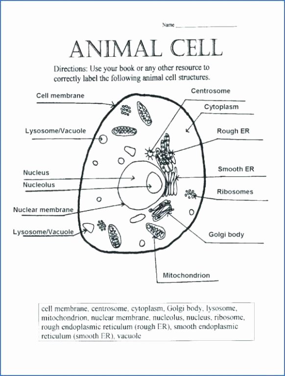 Plant Cell Worksheets to Label Human Cell Coloring Page – Sportingchancefoundation