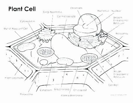 Plant Cell Worksheets to Label Lovely Plant Cell Diagram Coloring Sheet – Kursknews
