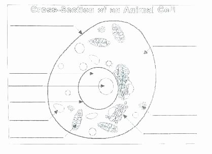 Plant Cell Worksheets to Label Plant Cell Coloring Worksheet Answers – Metalripofffo