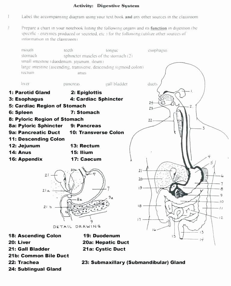 Printable Anatomy Labeling Worksheets Beautiful Digestive System Worksheets for 3rd Grade