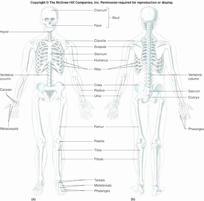 Printable Anatomy Labeling Worksheets Beautiful Skeleton Parts Printable Human Anatomy and Physiology
