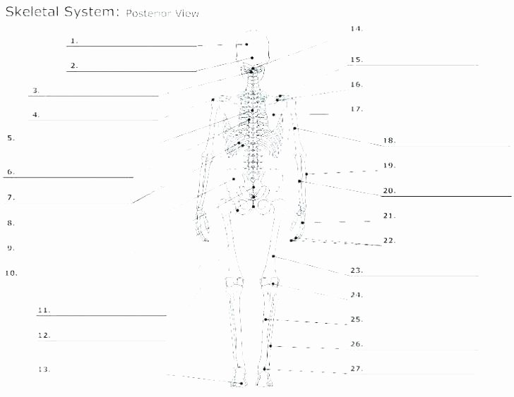 Printable Anatomy Labeling Worksheets Elegant Free Printable Human Anatomy Coloring Pages