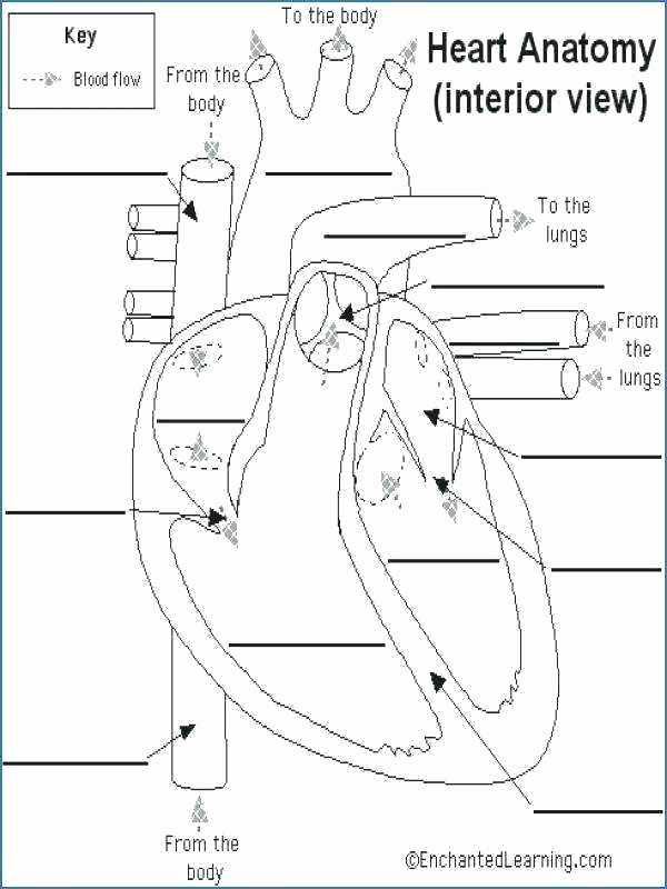 Printable Anatomy Labeling Worksheets Elegant Printable Heart Diagram to Label – Thanksteam