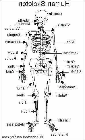 Printable Anatomy Labeling Worksheets Elegant Skeletal System Coloring Page – Imscott
