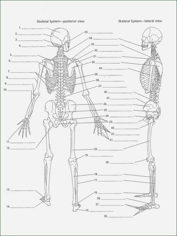 Printable Anatomy Labeling Worksheets Inspirational Anatomy Worksheets