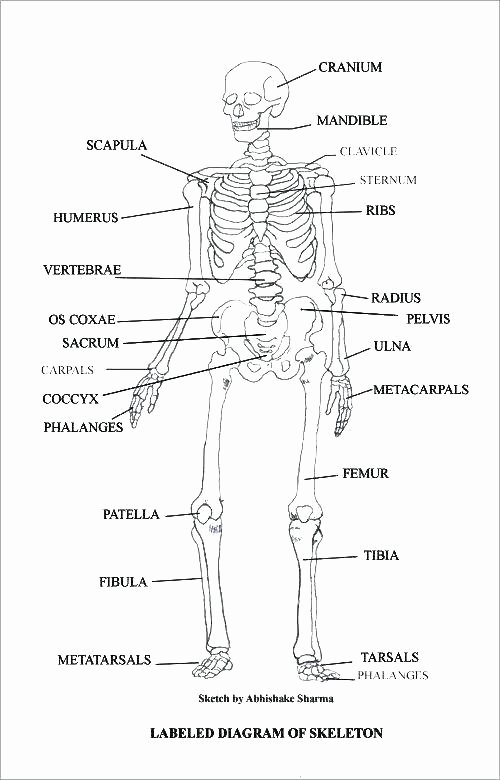 Printable Anatomy Labeling Worksheets Unique Anatomy Worksheets Printable College Unlabeled Brain