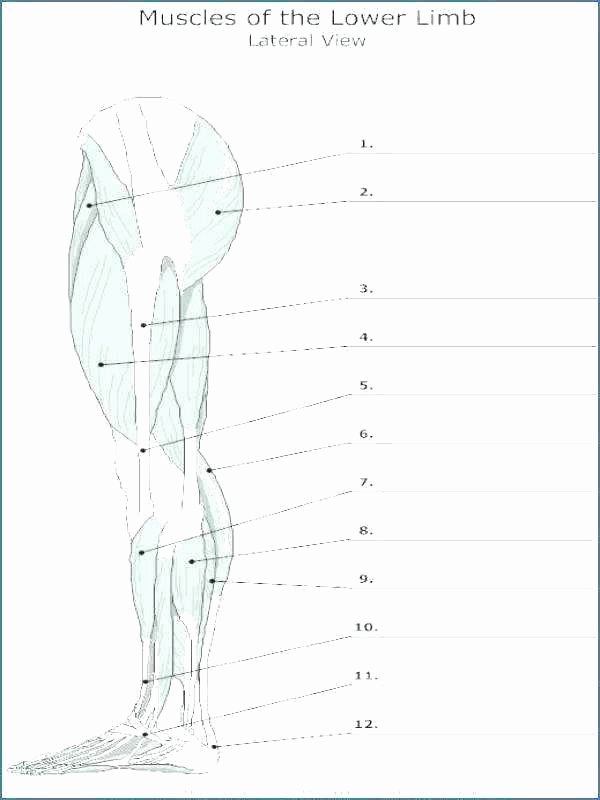 Printable Anatomy Labeling Worksheets Unique Free Anatomy Worksheets for College Printable Anatomy