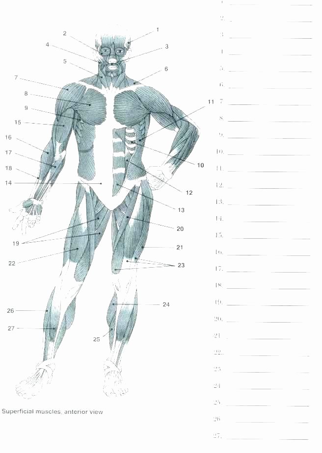 Printable Anatomy Worksheets Cardiovascular System Drawing at Free for Personal