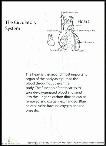 Printable Anatomy Worksheets Human Anatomy Heart Class assignments Ged Science Practice