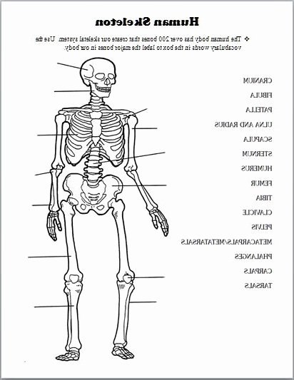 Printable Anatomy Worksheets Skeleton Diagram for Kids to Label Fresh Fill In Plot