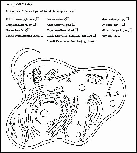 Printable Animal Cell Diagram Animal and Plant Cell Worksheets Printable