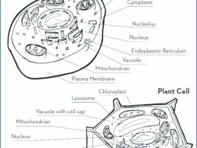 Printable Animal Cell Diagram Animal and Plant Cell Worksheets Printable Plant and Animal