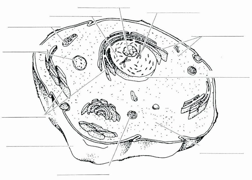 Printable Animal Cell Diagram Animal Cell Coloring Page Answers Great Biologycorner Plant