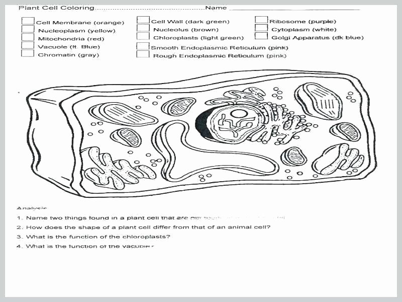 Printable Animal Cell Diagram Animal Cell Coloring Page Answers – Konjure
