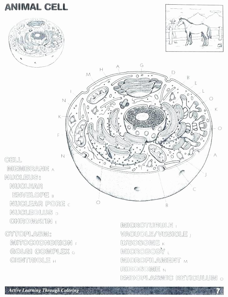 Printable Animal Cell Diagram Biology Coloring Printable – andbeyondshop