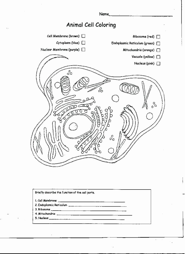 Printable Animal Cell Diagram Coloring Picture Of Animal Cell – Angkorddhouse