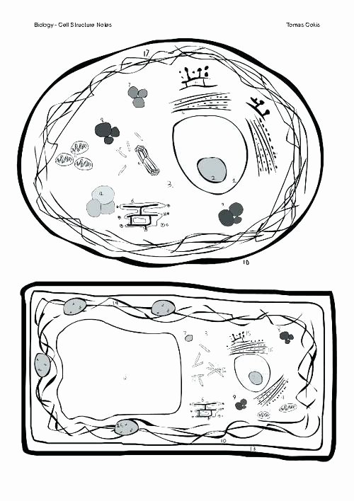Printable Animal Cell Diagram Plant and Animal Cells Worksheets Have Fun Labeling