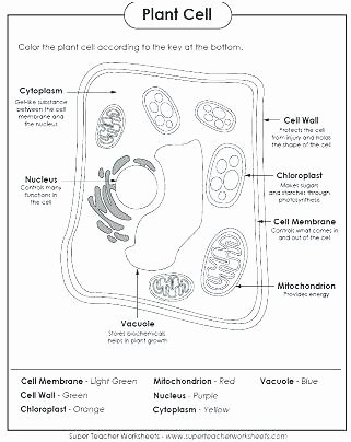 Printable Animal Cell Diagram Plant Cell Coloring Sheet – Lincendiairefo