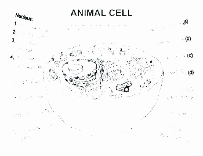Printable Animal Cell Diagram Plant Cell Diagram Worksheets – butterbeebetty