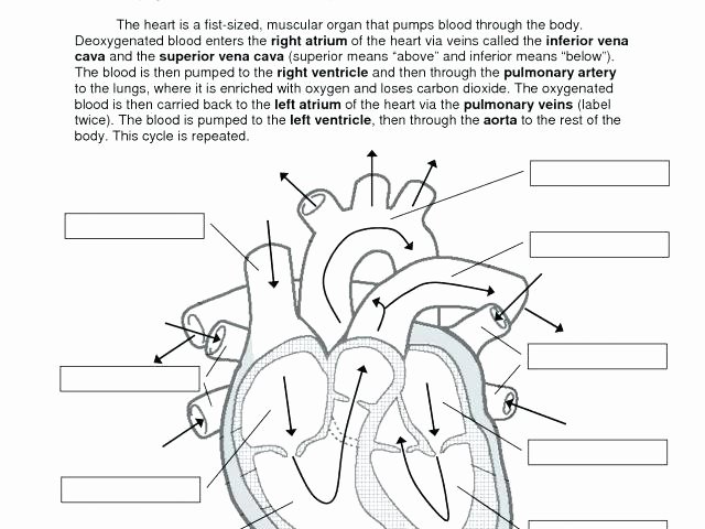 Printable Heart Diagram Circulatory System Labeling Worksheets – Morningknits