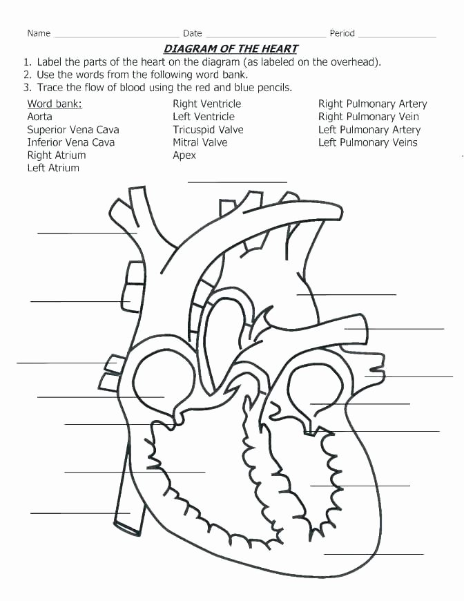 Printable Heart Diagram Fun Biology Worksheets Free Circulatory System Worksheets